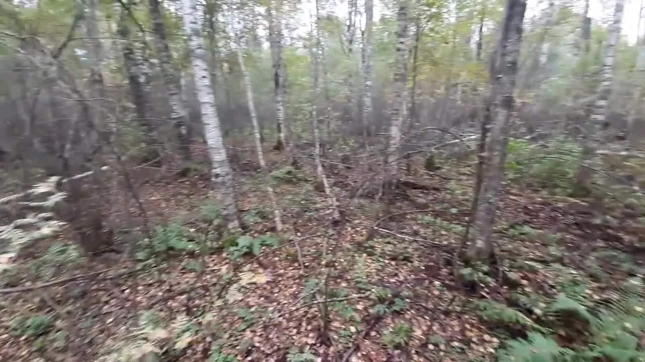 Осенний лес Карелии